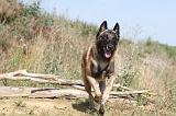 MALINOIS 221